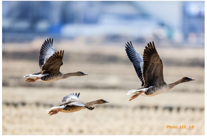 화포천 들녘의 큰기러기