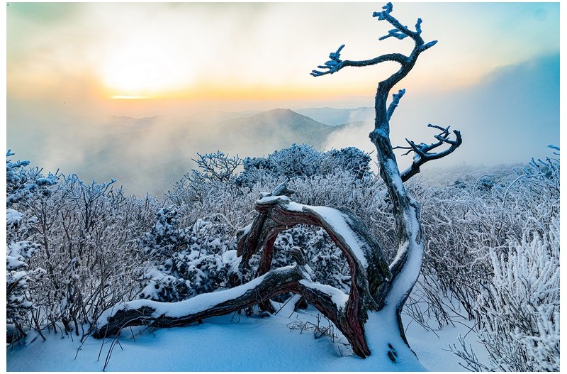 천년 주목에 핀 춘설