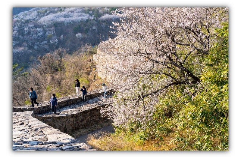 복사꽃이 피어있는 성