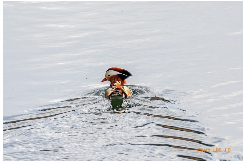 경호강의 원앙새