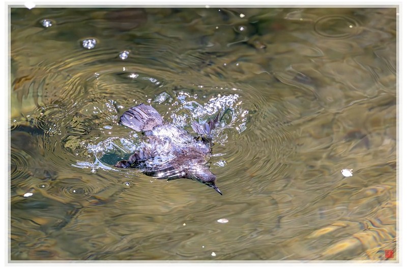 물까마귀 수중발레