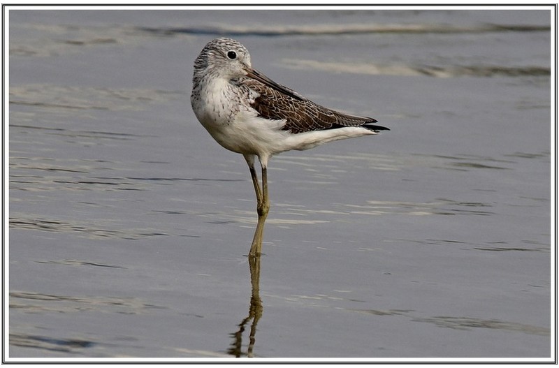 쇠 청다리 도요