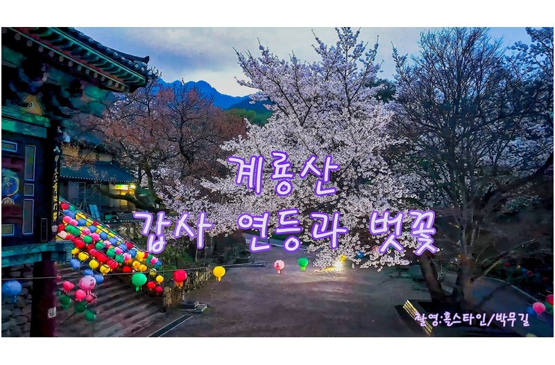 계룡산갑사연등과벚꽃#