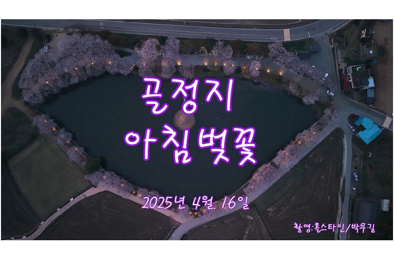 골정지연못#골정지벚꽃