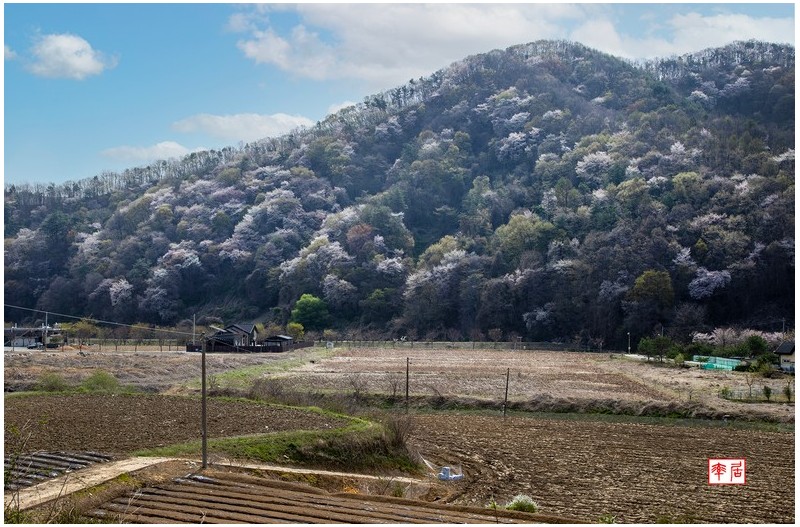산벚꽃