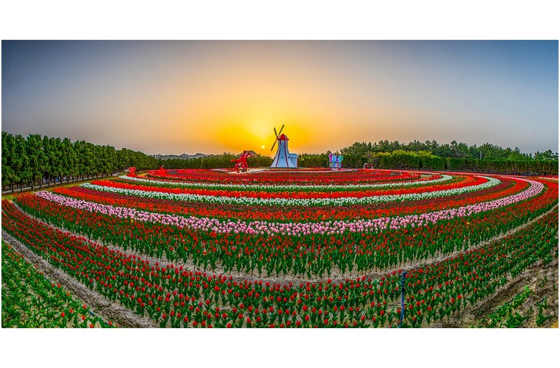 송계해변 우채꽃