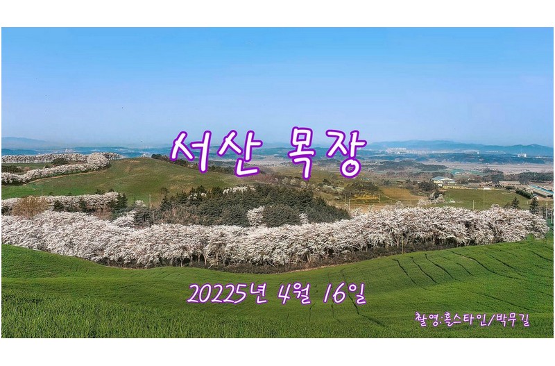 서신목장벚꽃#