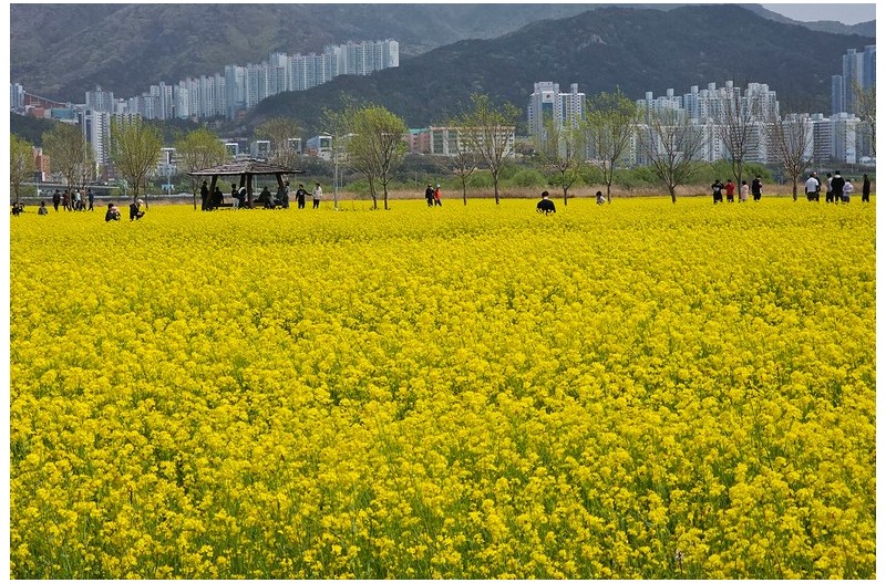 유채꽃향기