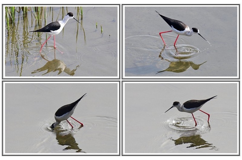 장 다리 물떼새