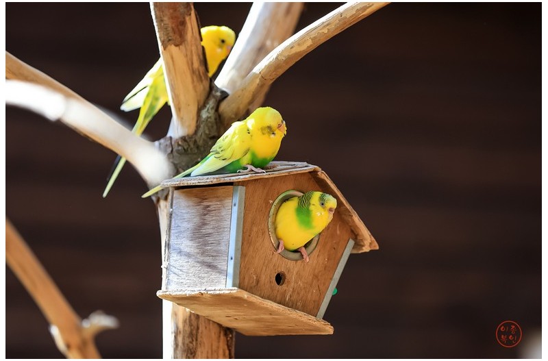 신혼집을 마련한 앵무새