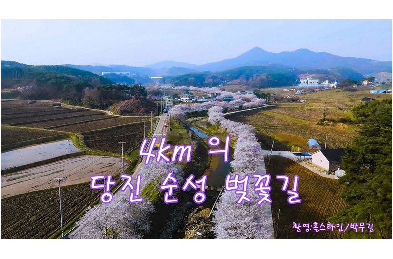 당진4km벚꽃길