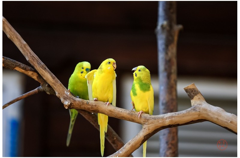 앵무새 - 우리 뽀뽀나 한번 할까