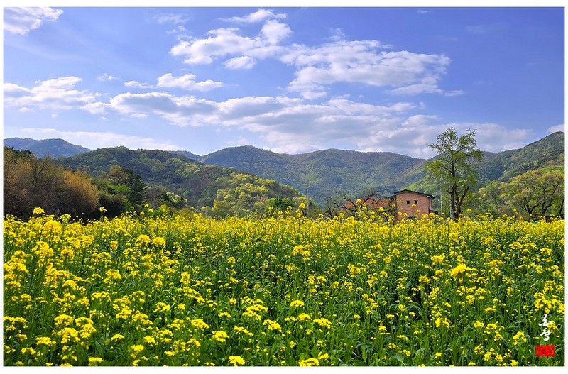 유채와 전원주택