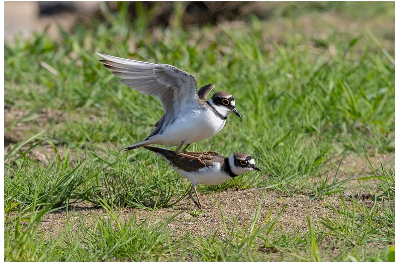 꼬마물떼새 짝짓기