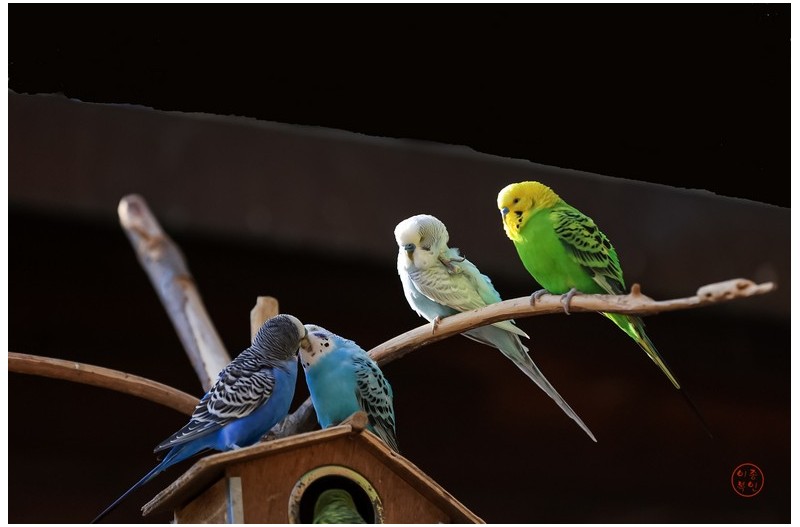 앵무새 키스타임