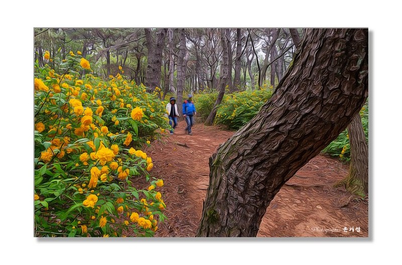 맨발로 황매화길 걸어보세요