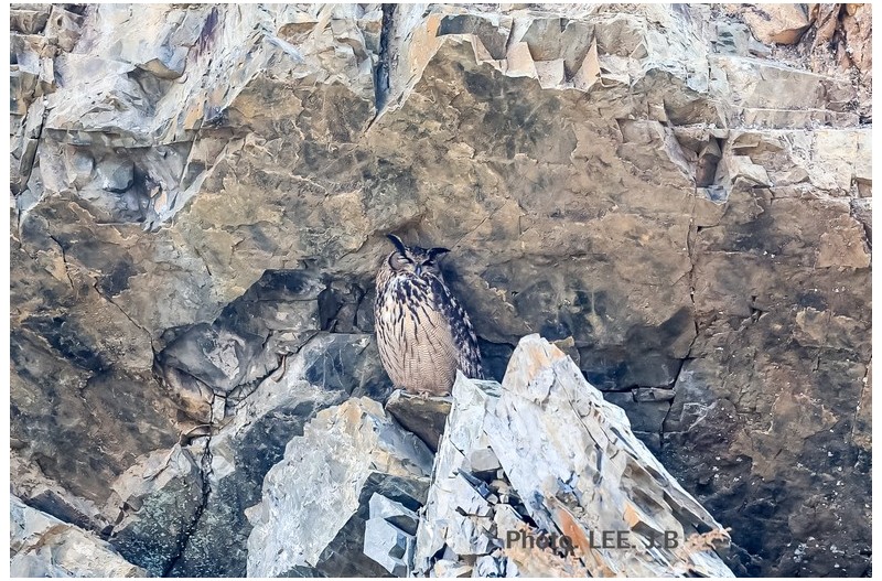 망을 보는 수리부엉이