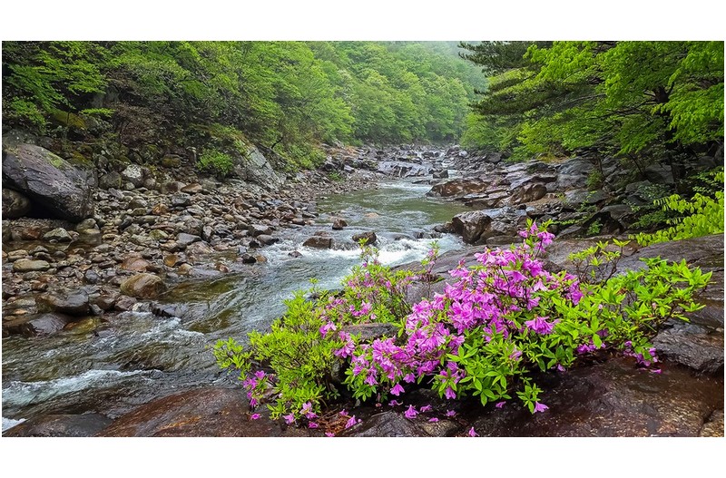 신선이 가꾸어 놓은 꽃밭