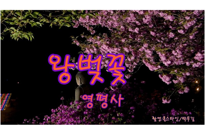 왕벚꽃영평사
