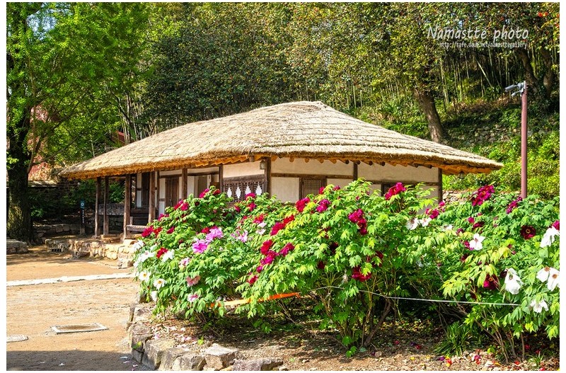 모란이 피기까지는