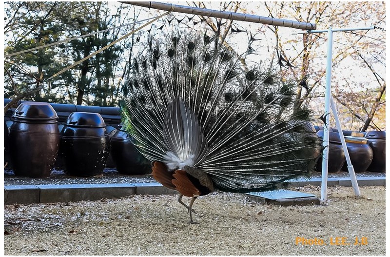 공작새의 앞과 뒷 모습