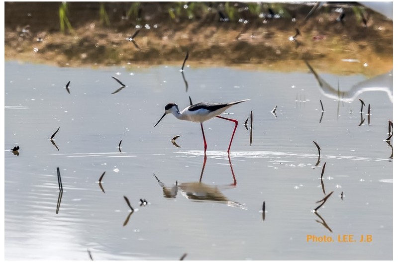 주남에 날아 온 장다리물떼새