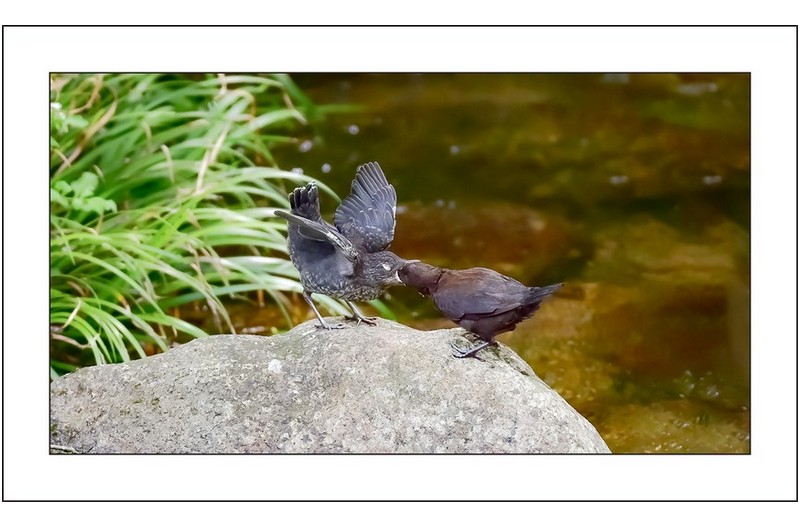 물까마귀 육추....