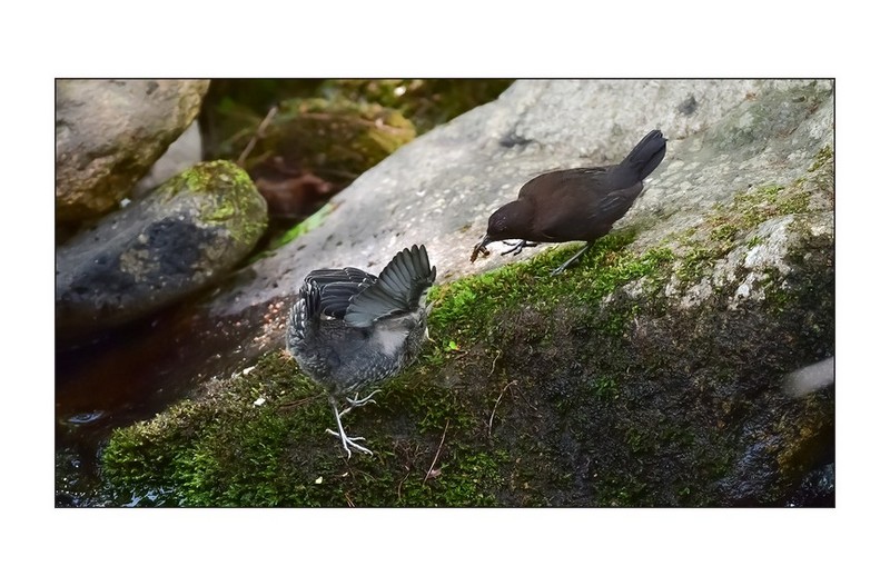 물까마귀육추..