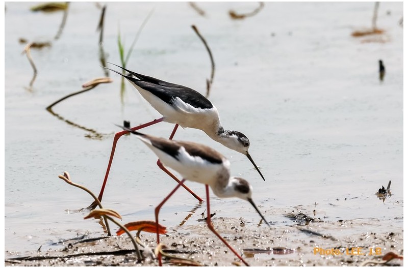 주남에 날아 온 장다리물떼새
