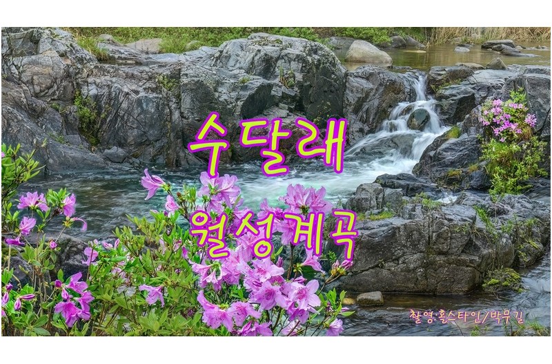 월성계곡수달래