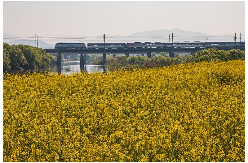 유체꽃화려한철길