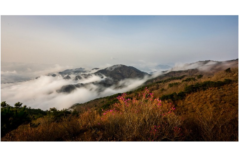 황매산 진달래