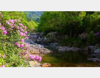 월성계곡 진달래