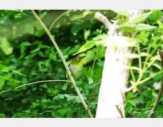 5월에 만난 동박새