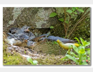 노랑할미새 육추