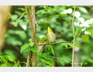 5월에 만난 동박새