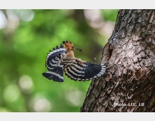 황성공원 후투티