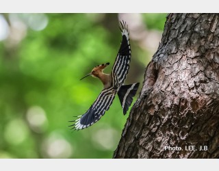 황성공원 후투티