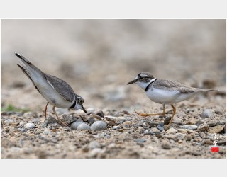 포란에서 부화까지