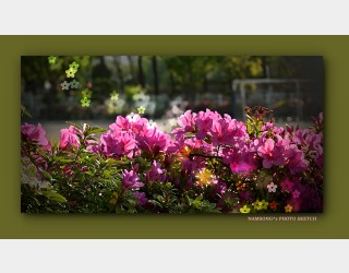 아름다운 철죽 ----