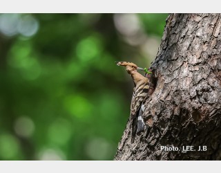 황성공원 후투티