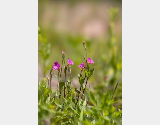 분홍애기 낮달맞이