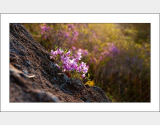 절벽에 핀 철쭉..