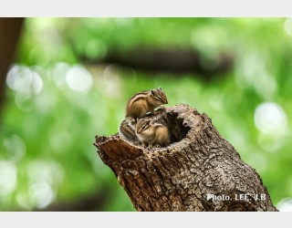 황성공원 다람쥐