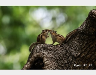 황성공원 다람쥐