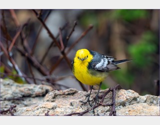 노랑머리할미새