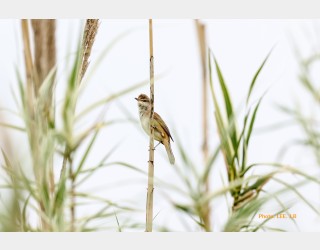 개개비 소리가 들리네요