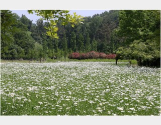 샤스타데이지 피는곳