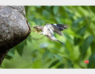 붉은부리와 오딱이