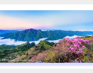 꿈결 같은 봄날에